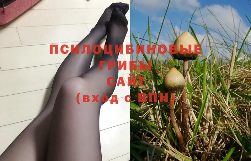 Псилоцибиновые грибы Magic Shrooms  закладка  Покачи 